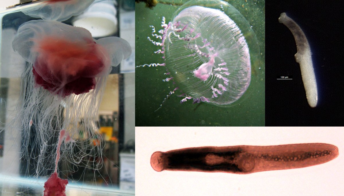 JHelminthology's tweet photo. Jellyfish are eaten by a range of marine animals, and some parasites make use of that to complete their life-cycles.

This study looked at the role jellyfishes play in the life-cycle of lepocreadiid flukes.

#WormWednesday
(photos by Joanna Browne)
https://t.co/QsppPdgDJ1 https://t.co/3vyFF0BmH6