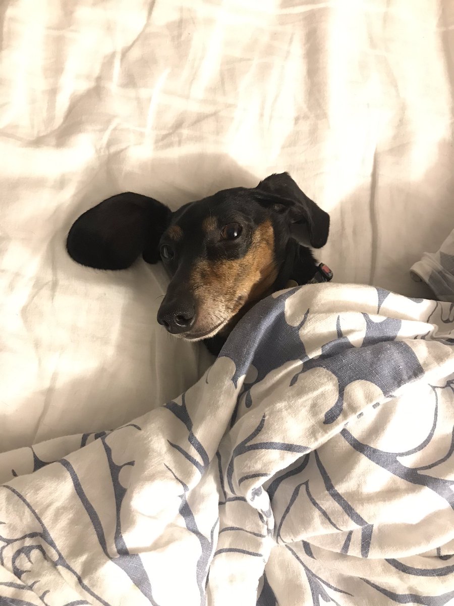 CharlieTheMini's tweet photo. Feeling Sleepy 😴 https://t.co/Oumcle9bEA
