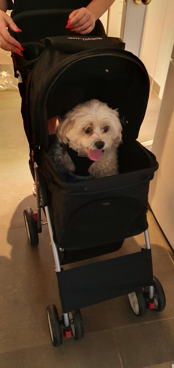they actually did it. they bought my dog a stroller..