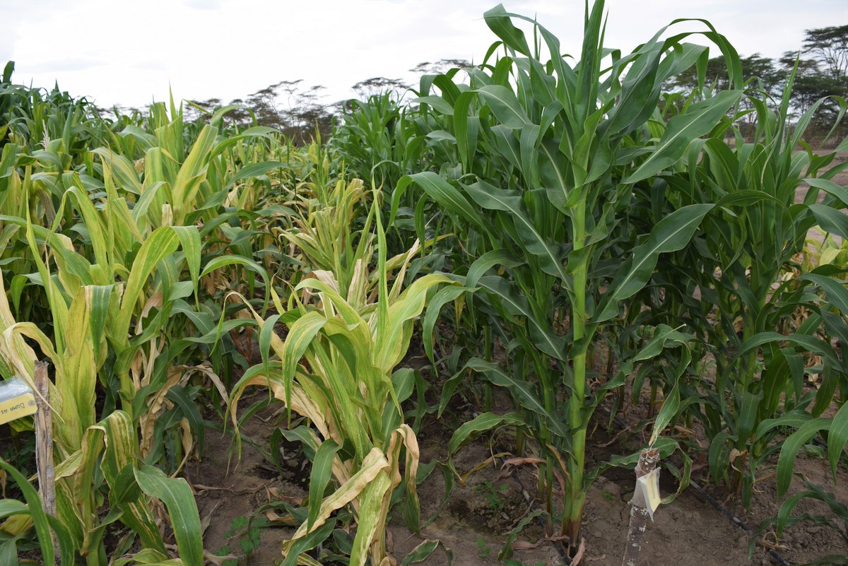 CIMMYT's tweet photo. Learn how gene edited maize lethal necrosis-tolerant lines will be used to make #MLN-tolerant versions of #drought-tolerant hybrids: https://t.co/vfsbbLFDyG
@ARCSouthAfrica @GatesFoundation @corteva @kalromkulima @STAKenya #geneediting #maizelethalnecrosis https://t.co/cS0ovETkoN
