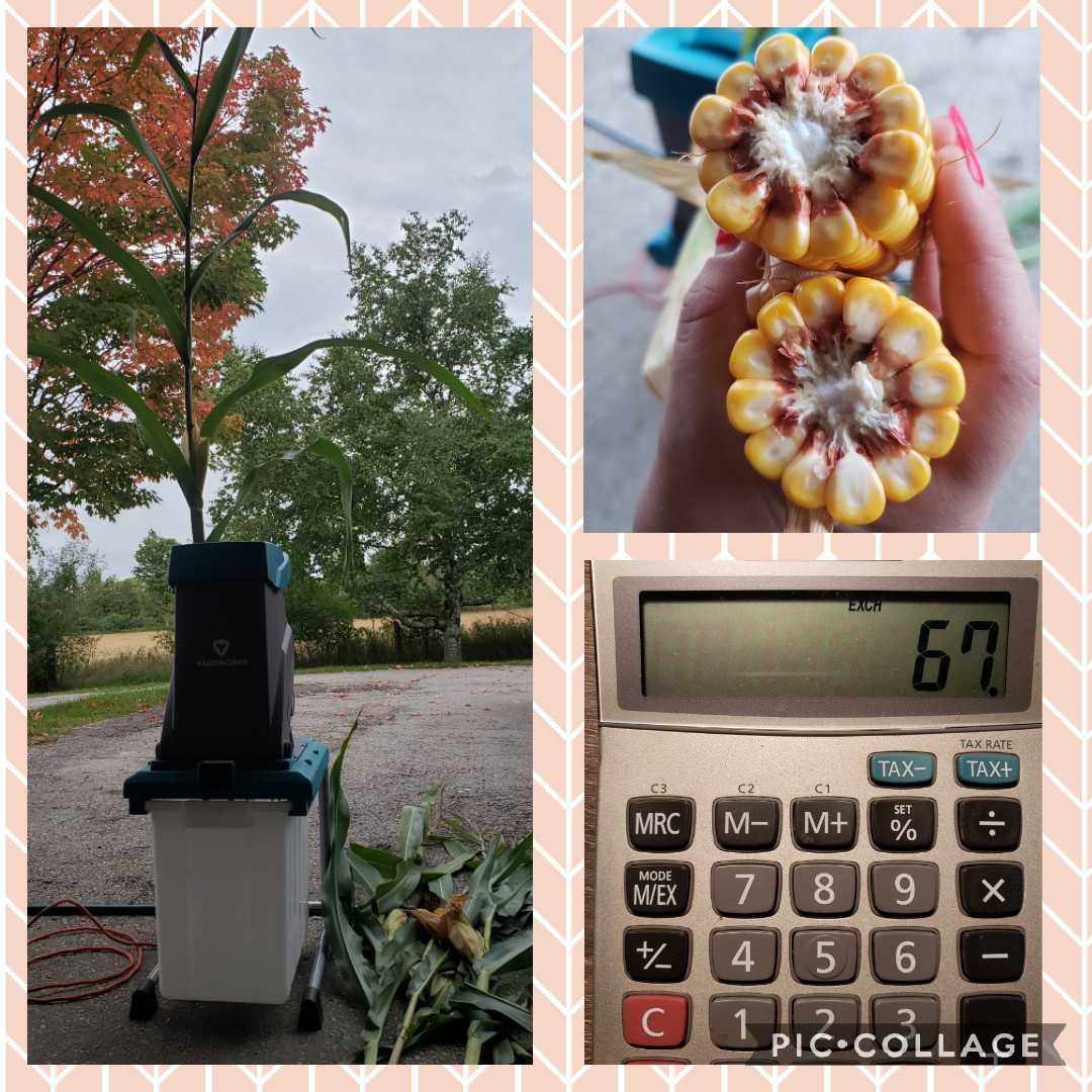 128Danielle's tweet photo. Are you watching your 2020 corn silage 🌽?!
Checking whole plant moisture is critical this year as some corn has not produced the typical milk line!! Check moistures often to make sure its being harvested at the right moisture #cowchow #ontag https://t.co/vxP4ZVrE3G