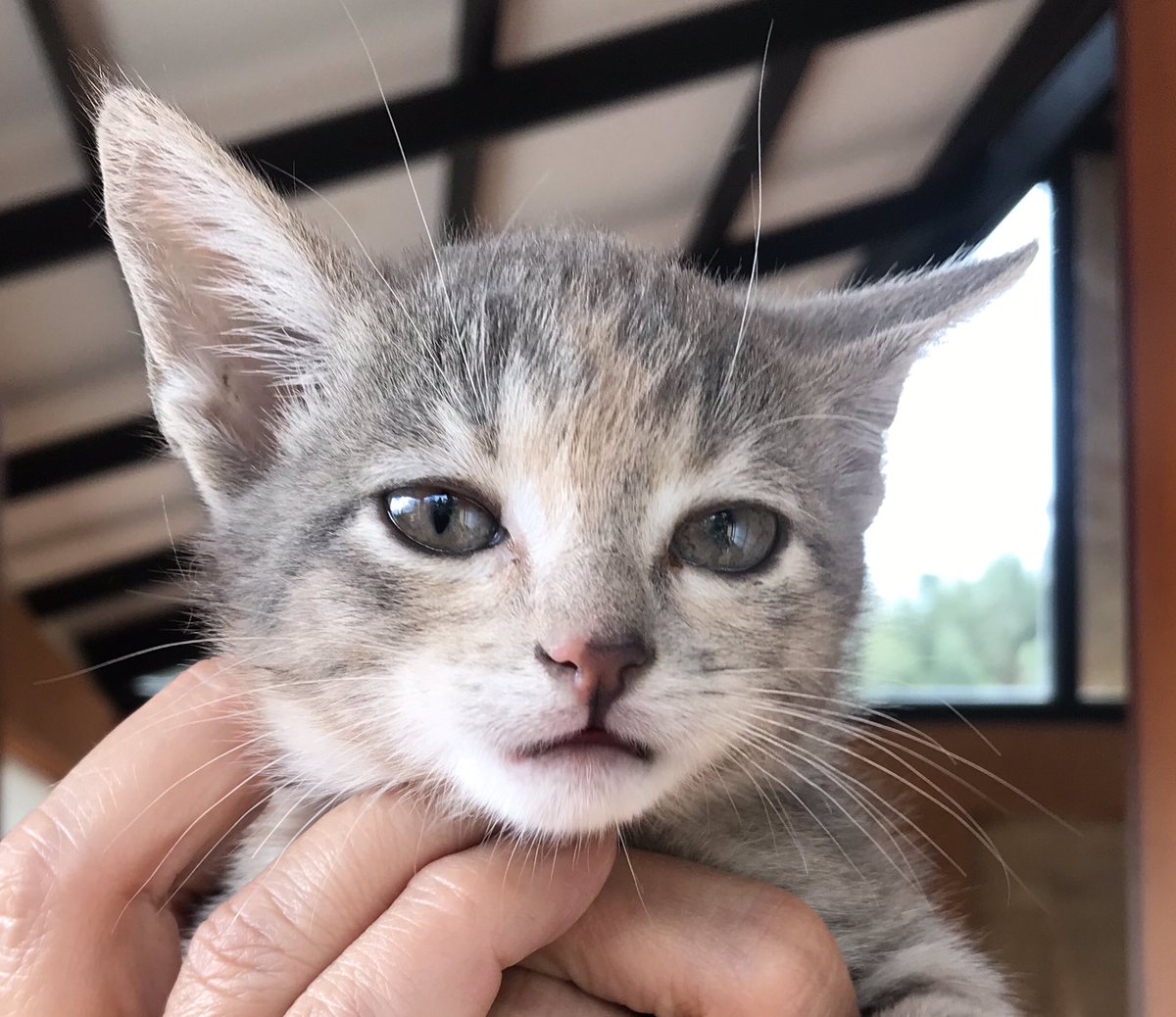 Hace dos meses falleció nuestra mascota Salomé, que nos acompañó durante 16 años.
Hoy hemos decidido adoptar esta pareja de gaticos abandonados. Ya están en mi casa.
Ellos se llamarán: Pitágoras e Hipatia.