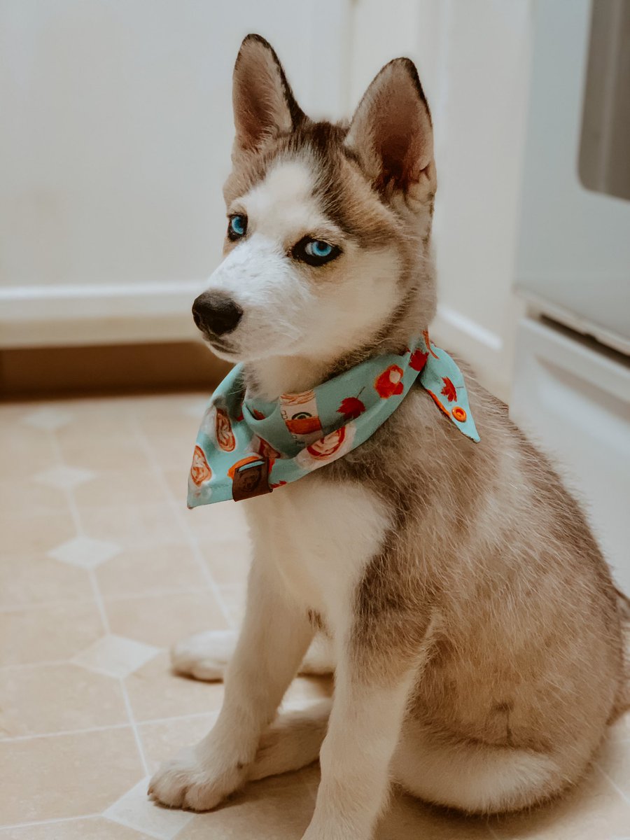 thehuskyapollo's tweet photo. I’m over this picture taking everyday ... #dogsoftwitter #huskysoftwitter https://t.co/hyrUQli4xz