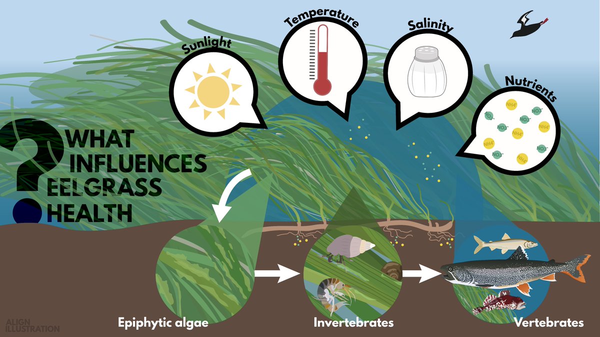 alignillustrate's tweet photo. Communities in #EeyouIstchee have teamed up with researchers to understand what influences eelgrass health along the coast &amp; we got to make a pamphlet about it🙌

For more info: https://t.co/zVpr19vazT
To see the full design: https://t.co/5cW7V8ZMfi 
#scienceillustration #scicomm https://t.co/PW3xFRbTRS