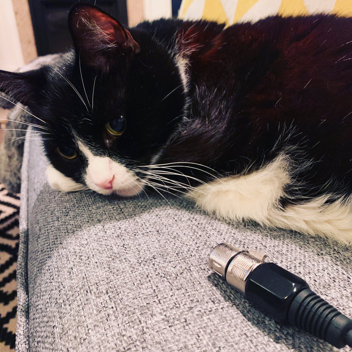 andrewkeates's tweet photo. Don’t try and tidy many audio cables when you have a cat in the same room. The task is impossible. 

#tobypage https://t.co/q45Y91QVSF