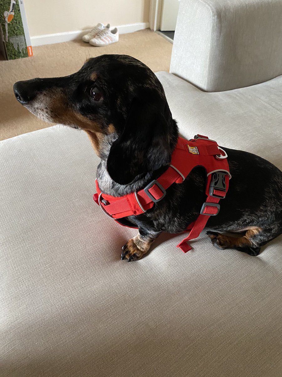 JBsausagedog's tweet photo. Very pleased with my @RuffwearUK harness that arrived so quickly, it’s very comfy! Thank you @WearReferrals for the recommendation 🐾 #dachshundsofinstagram #dachshund #ivdd #ivdddog #ivddrecovery #ivddsurvivor https://t.co/RaMX9C2rsa