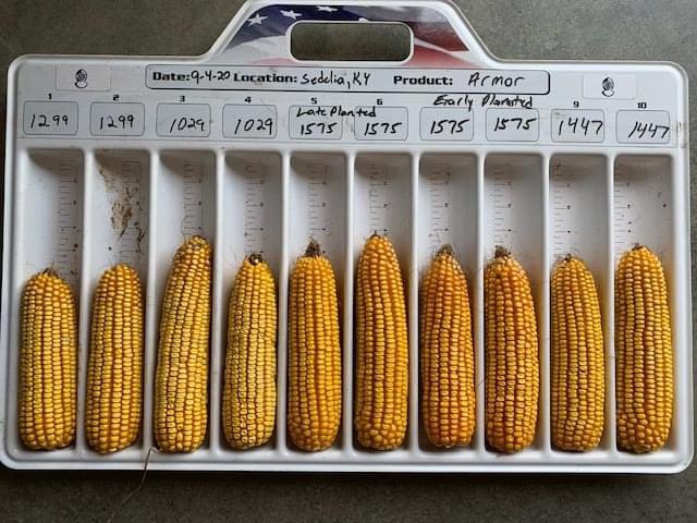ArmorSeed's tweet photo. The ears have it! Checking out the #ArmorCorn on Jerry Holloway in Sedelia, Kentucky. The season has been a good one for these Armor hybrids and we're excited to share the results. #StartStrong https://t.co/OkuKltX2EB