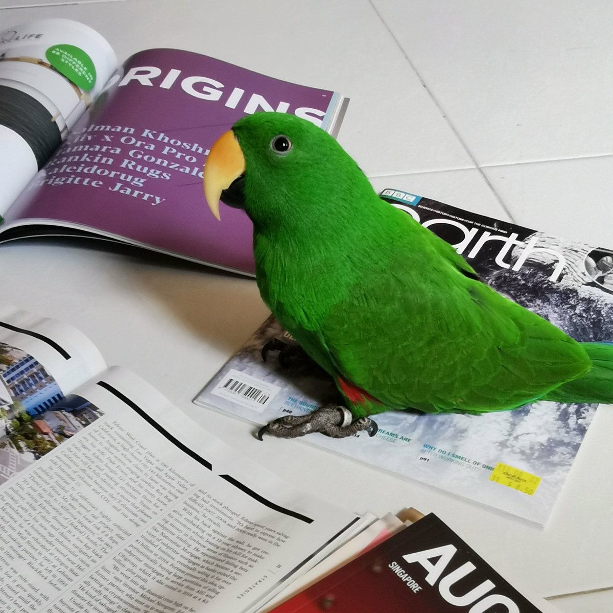 _colorworks_'s tweet photo. Visualizing the four #trendstories of #ColorForward2022 via mood boards! Hunting for the perfect imagery...with our curious feather-and-fur roommates π±π¦
#colorforecasting #colorworks https://t.co/SuBtw74Bbo