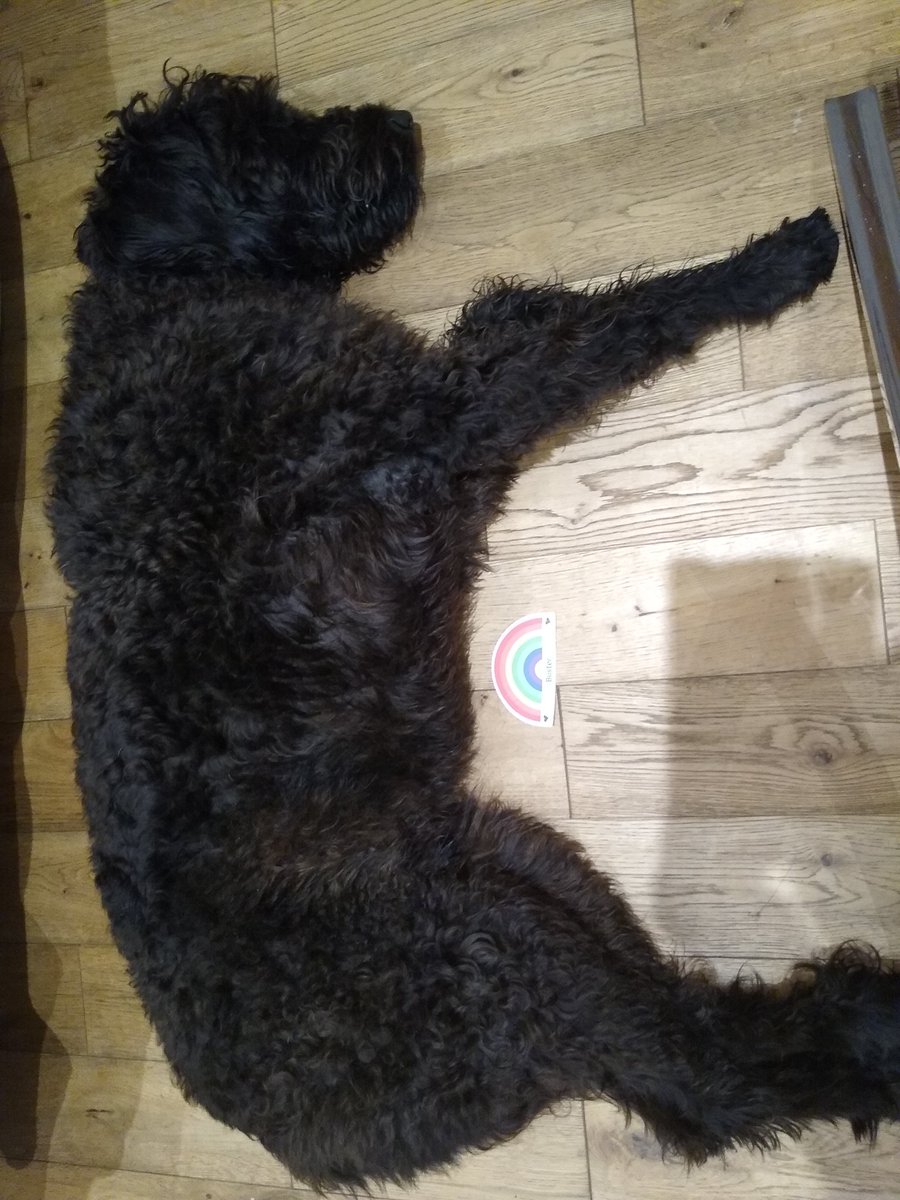 kr2610's tweet photo. #VIPrainbow @PetsatHomeUK https://t.co/e6ULymgZQt