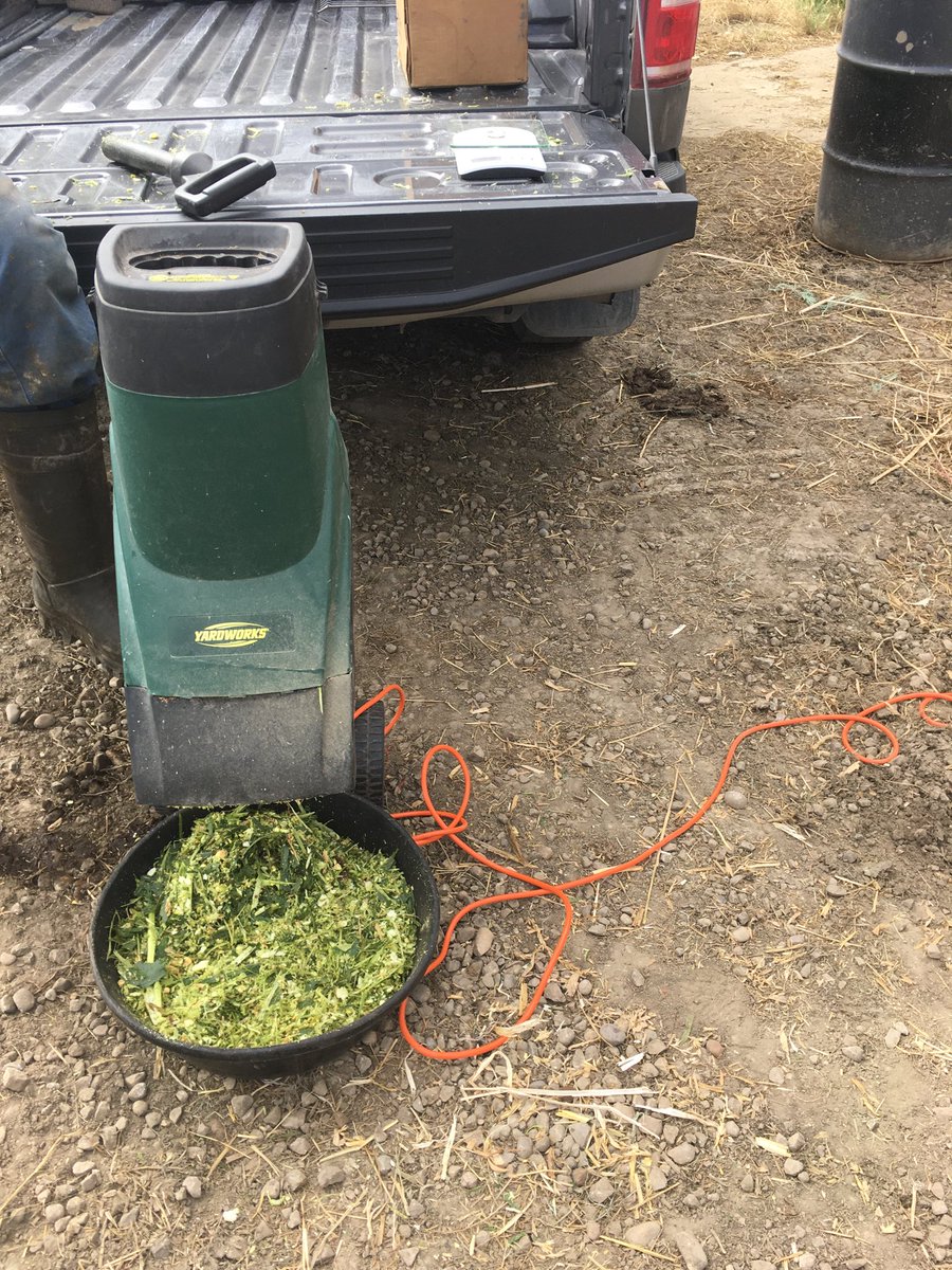 scott_skmoore's tweet photo. Checking whole plant moistures.  Dry matter at 26-29%. Hopefully Chopping in a week.  Not bad for September 8 in northern Alberta! https://t.co/BWH0yOrK4b