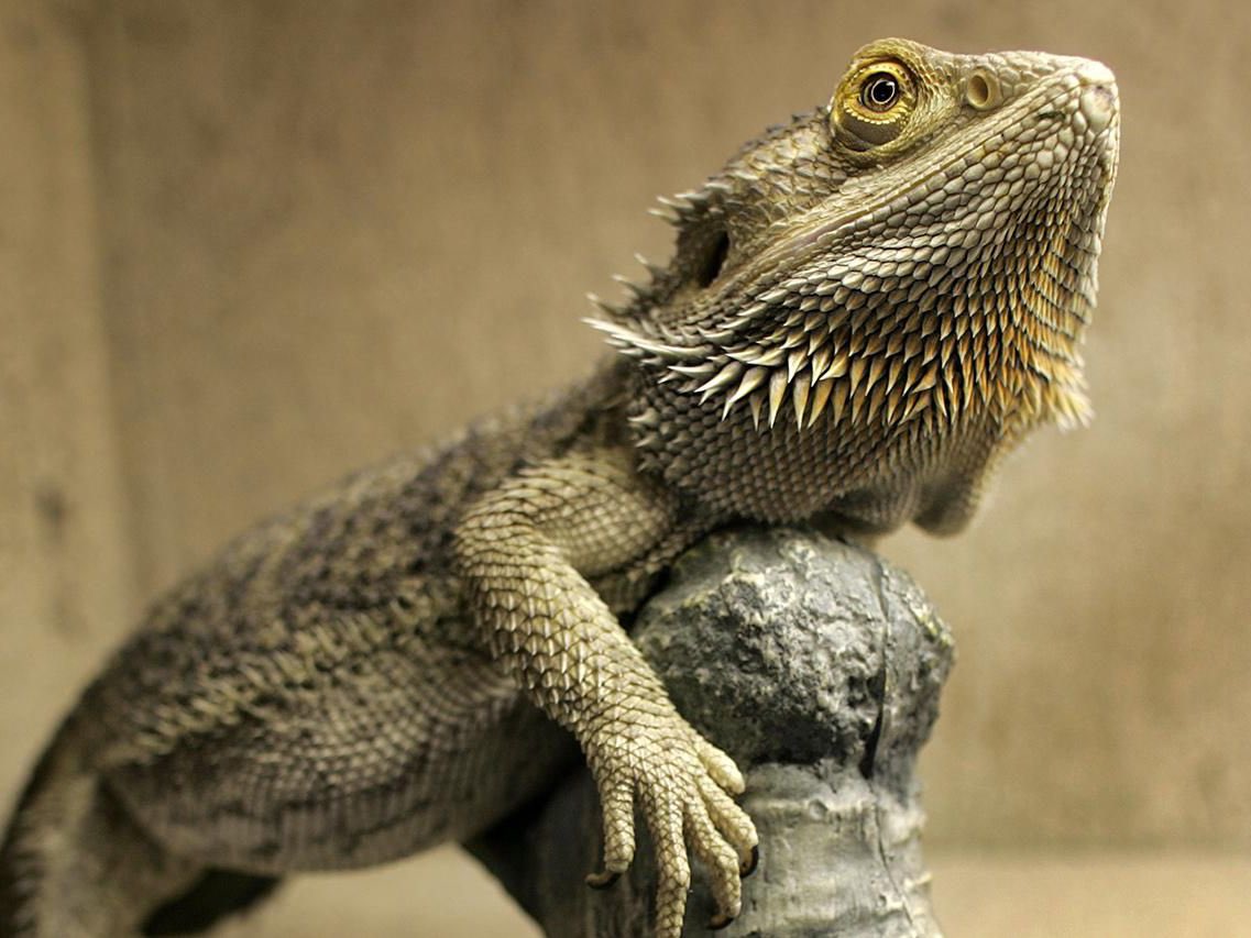 MrsF_Writes's tweet photo. I had a BLAST getting to know my students (and their pets) today! 🐾 I met lots of dogs and cats, but I also got to meet a hedgehog and a bearded dragon! Don’t quite remember what they look like? 👇🏽#week1 #day1 #firstdayofschool2020  #mystudentsarecool https://t.co/QBWS3uEiqg