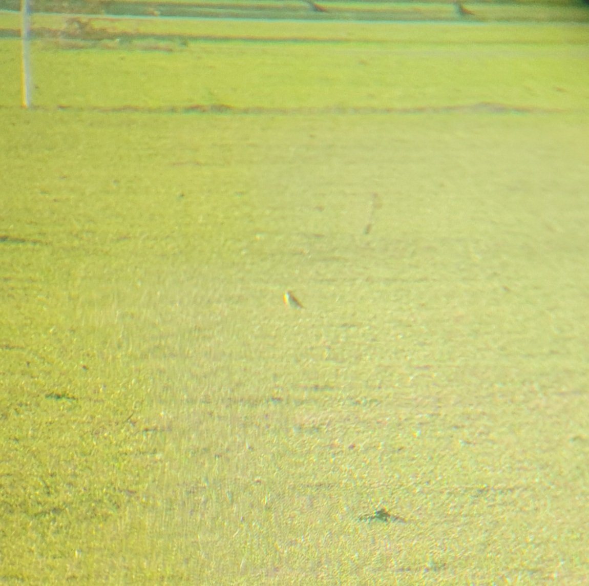 Oliver Flory tweet media