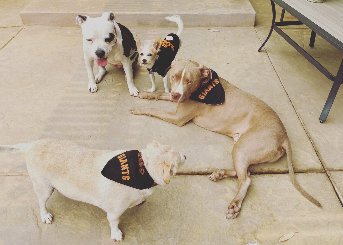 HernandezJones's tweet photo. .@SFGiants ~ these are some pretty good odds! ⚾️⚾️🐾⚾️@mlb  #dogsandbaseball #giantsbaseball #MLB https://t.co/KHs8MTKs56