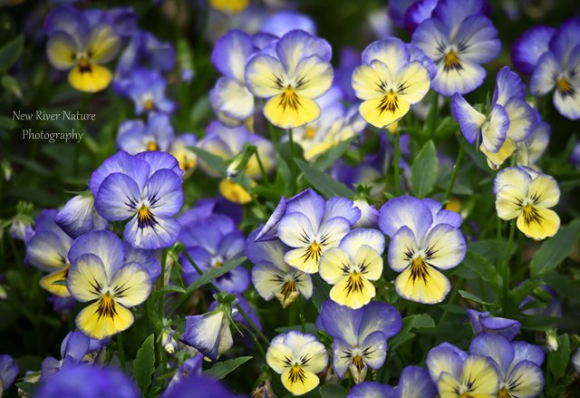 KerriFar's tweet photo. #SummerLoves - Just like happy little faces :) ~ https://t.co/tcQbMCmH5N ~ #Flowers #nature #NewRiverNature #NaturePhotography ~ https://t.co/ZFuG15iqFT https://t.co/Ru467RQ16C