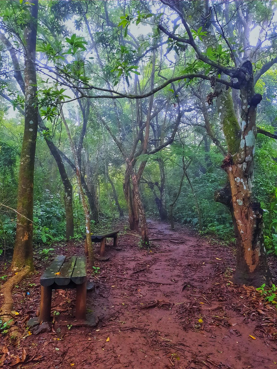 SomospuebloRev's tweet photo. 📍Este es el Sendero los Mangos🥭, un lugar que parece sacado de un cuento, donde te sentirás sumergido en el bosque con el canto de los pajaros🐦 y el sonido de los monos aulladores🐒.
Es el nuevo mirador de Catarina sin duda un lugar maravilloso que debes conocer en Nicaragua. https://t.co/8DRdgygMjT