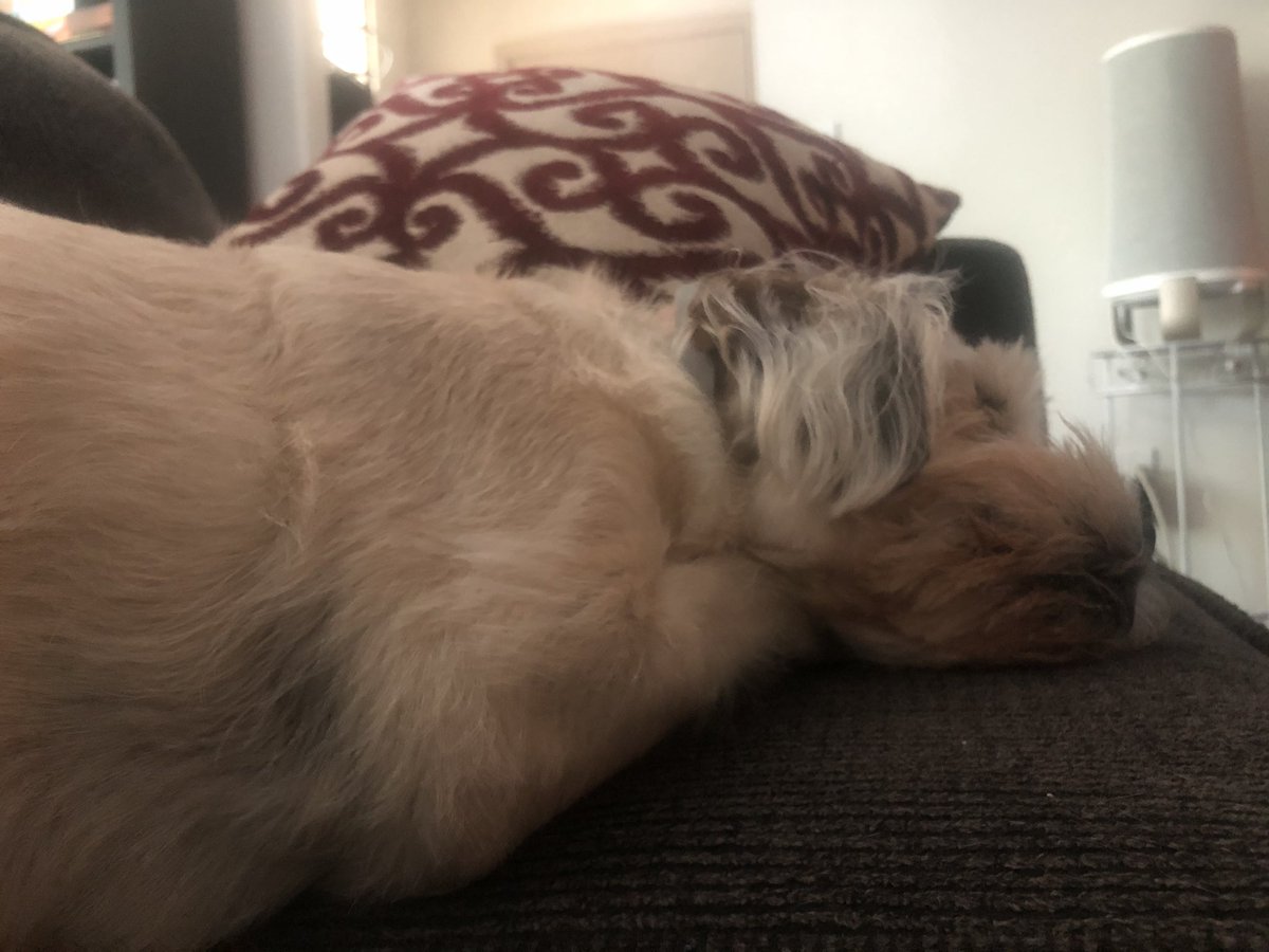 RJthehound's tweet photo. Napping the day away. #dogsoftwitter https://t.co/WyNnkGNQbk