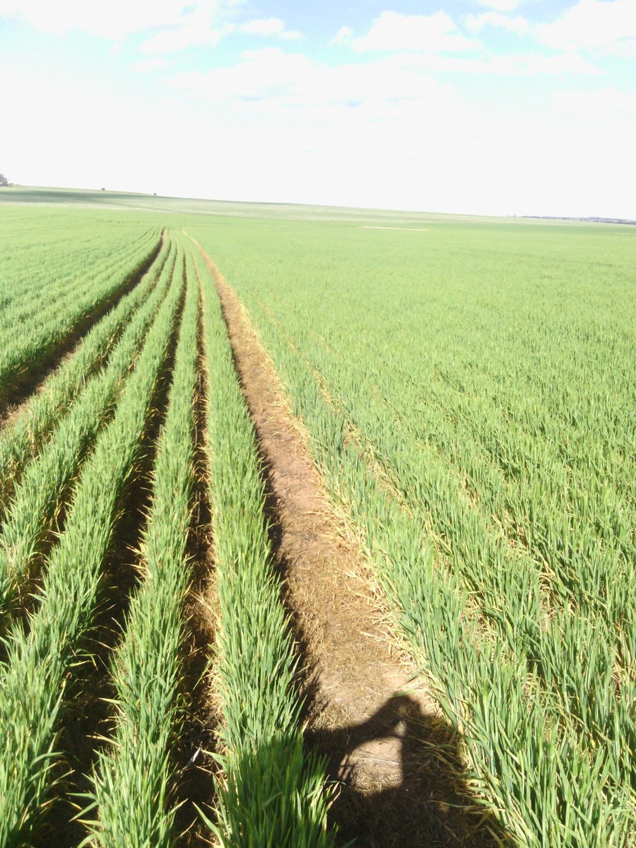 BarryGr66's tweet image. many companies in Europe make interow cultivators that are camera guided, similar technology to our cropstalker shielded sprayer. #robocrop, #steketee, #cameleon english, german , swedish etc. #lemken dropping their boomspray range to make interow cultivators