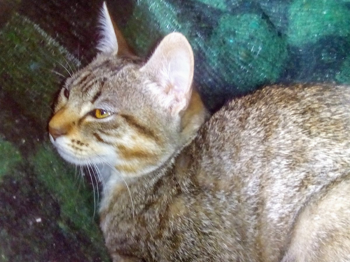 _jonafco's tweet photo. Mí gata jade no come pescado, prefiere las pizzas y el helado @_gabybartz https://t.co/zXc2H2AVh9