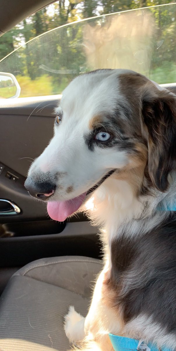 madisonnpowerss's tweet photo. before the vet                     after https://t.co/Wp5s3S3cYZ