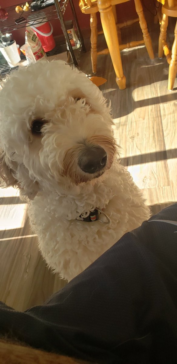 snakedevils's tweet photo. Going to try a puppy cam tonight on stream! Come swing by and say hi to Freya and I while I play some warzone. Also feel free to use your channel points to give her treats, do tricks, get pet and have a close up! 
#goldendoodle #puppy #doggo #twitchstream #puppynight https://t.co/dVGXvWSVdf
