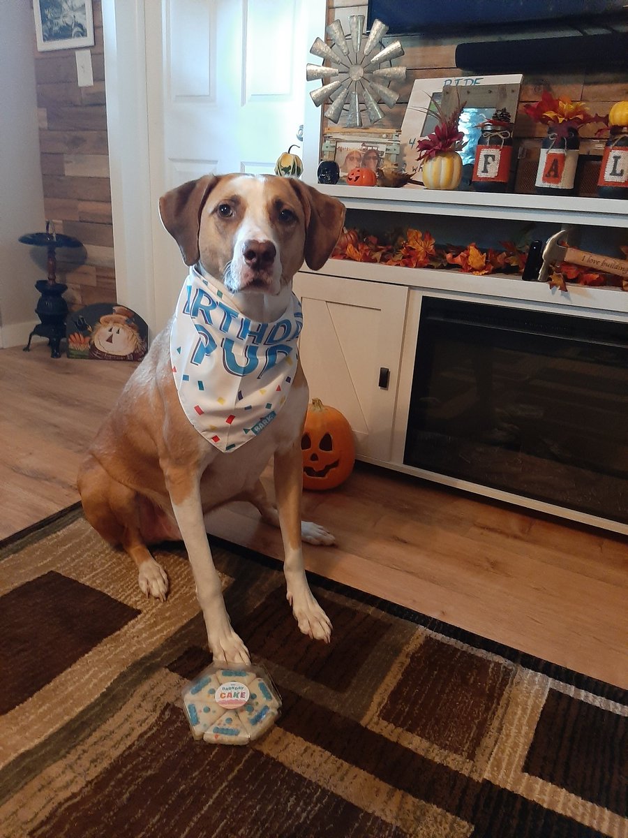 trish6677's tweet photo. Winston got his surprise birthday box today! He loves all of it!! Thanks @barkbox for making his day. ❤❤ https://t.co/7NYFUd94rG