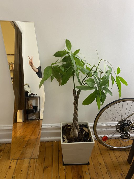 today i got a money tree!!! https://t.co/CiyJvpdaB8