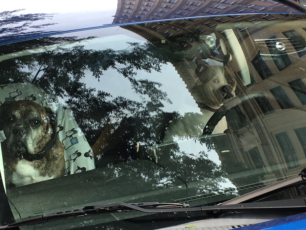 WeekdayGenius's tweet image. Saw a car driving recklessly trying to hit squirrels. I caught a pic of the drivers. They’ve been let off with a warning