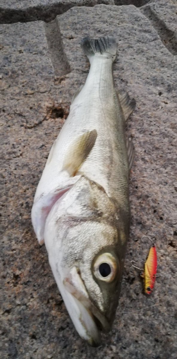 明石釣り 明石釣り