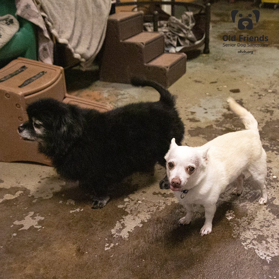 oldfriendssds's tweet photo. Tiny tongue-out-Tuesday!- Apollo and Chip
#ofsds #ofsdsapollo #ofsdschip #seniordogs #ofsdsdinnertime #ofsdstongueouttuesday #tongueouttuesday https://t.co/borVlMoVVH