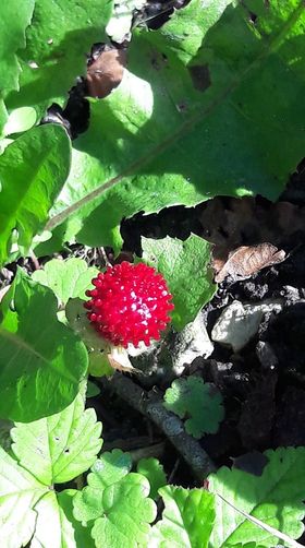 SpikeV14's tweet photo. Yikes ... I found a coronavirus growing in the yard . . . fortunately, there were only three - and I had to social distance about 4 inches away to get this shot 😟 https://t.co/2pTwbGJzoZ