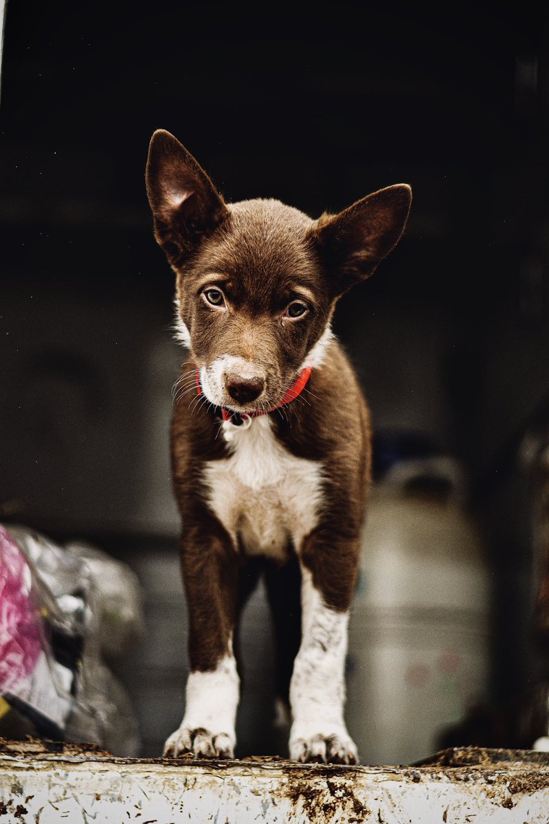 MandyCottrell's tweet photo. New puppy photoshoot? I think YES https://t.co/lnxQFPIcmK