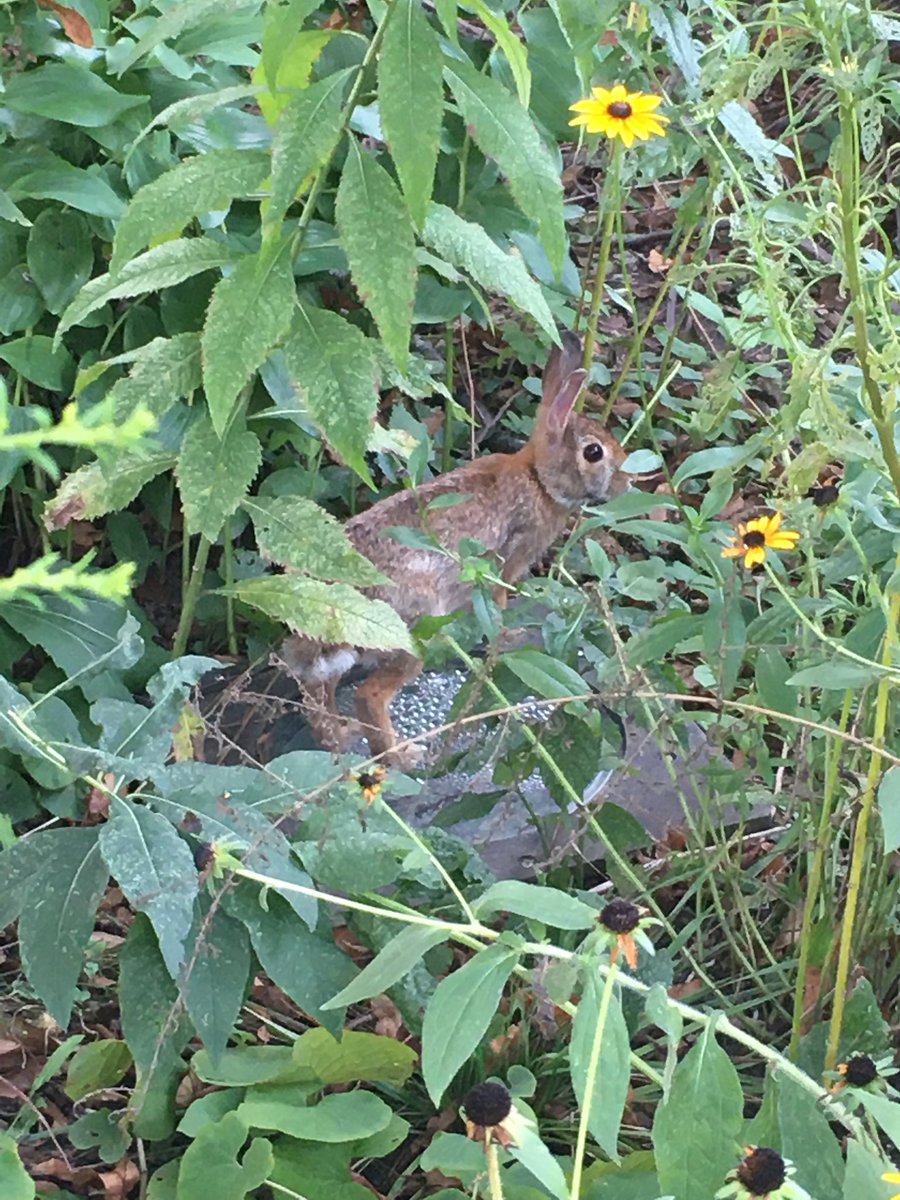 APLbrit's tweet photo. Itβs always a joy to see the @ArlingtonVALib bunny in the library garden after I finish a shift on holds. May this bunny bring you cheer today as well. Also check out @arlingtonbunny if you want constant local bunny goodness. What do you think theyβre reading? #readerrabbit https://t.co/FJZx9QZAgu