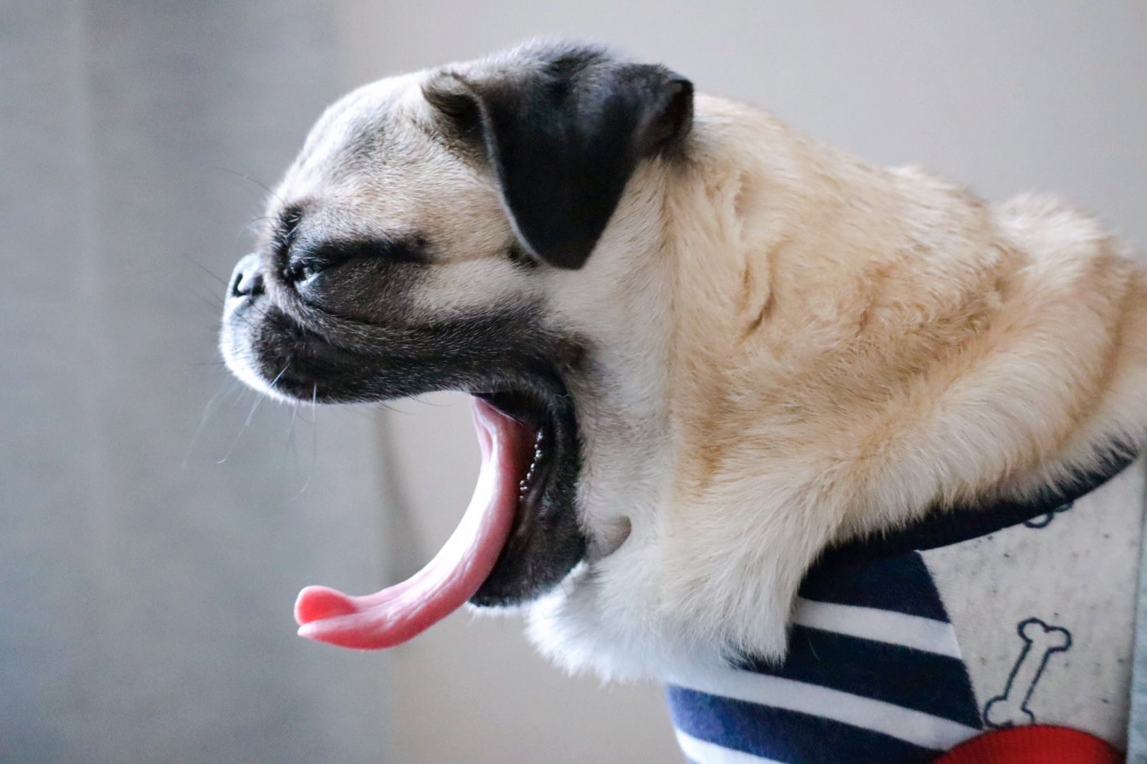 パグのだいきち・ファンク・ジュニア / The Pug & Peace on X: パグのだいきち・ファンク・ジュニア / The Pug & Peace on X: