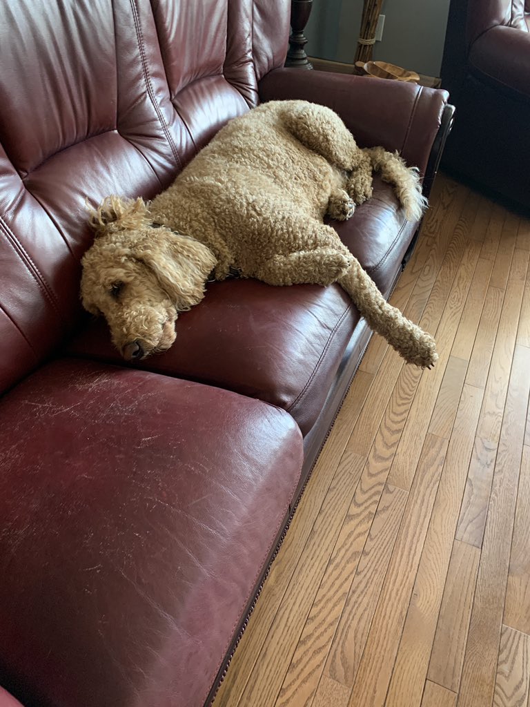 sandypjackson's tweet photo. Get your pooch off the couch! Friendly reminder that the @WilmotTownship dog park ribbon cutting is tomorrow Sept 9th at 11:30am at William Scott Park in New Hamburg! Bring your 4 legged family members - there could be a treat in it for them!! 🐶 🦴 Meet my (lazy) Dakota! ❤️ https://t.co/1oI7odg0VW