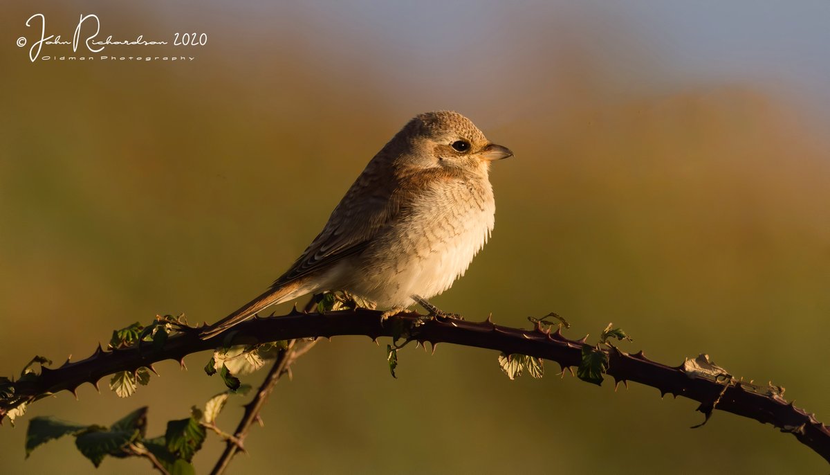 oldman65Suffolk's tweet image. Red-backed Shrike at the golden hour just before sunset this evening
East Lane 
08/09/2020
#OlympusUK