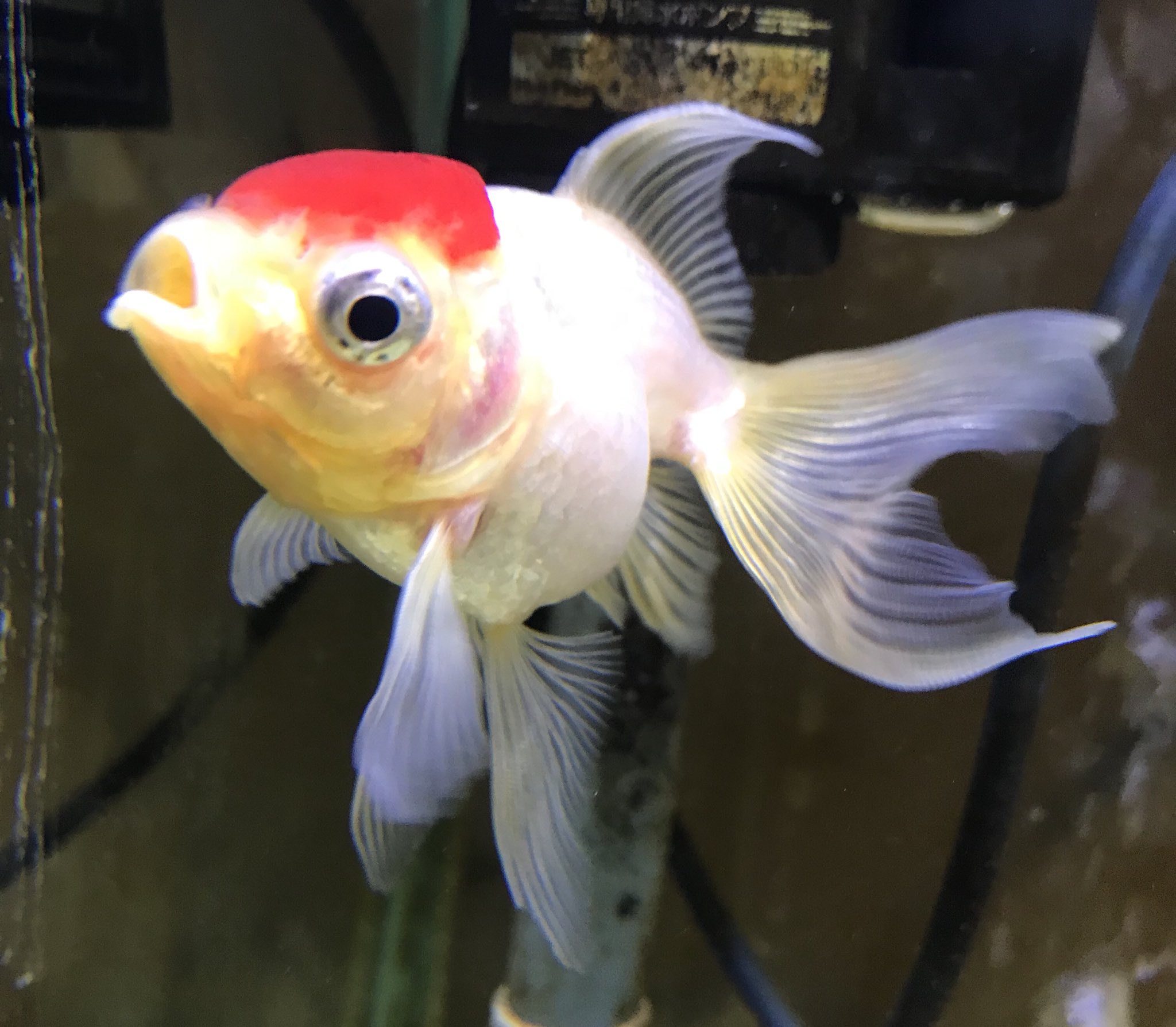 伊藤ロマ 金魚 G Acetobacter ぴーーーーーー 奇声 嬉しいですぅ 我が子褒められるの嬉し過ぎて 水槽の周りをオリジナル音頭を口ずさみながら踊ってしまいそうですぅ この子は実は丹頂という種類です 笑 買ってきた時は丹頂のように頭が赤かったの