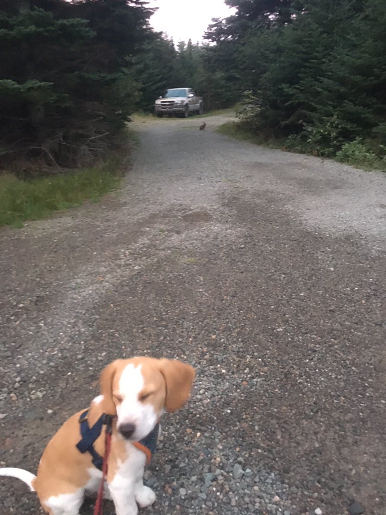 ReeseTheBeagle's tweet photo. So much for being a #rabbitdog

Can you spit the bunny? Reese certainly didn’t! 😂 https://t.co/jntTcivWFP