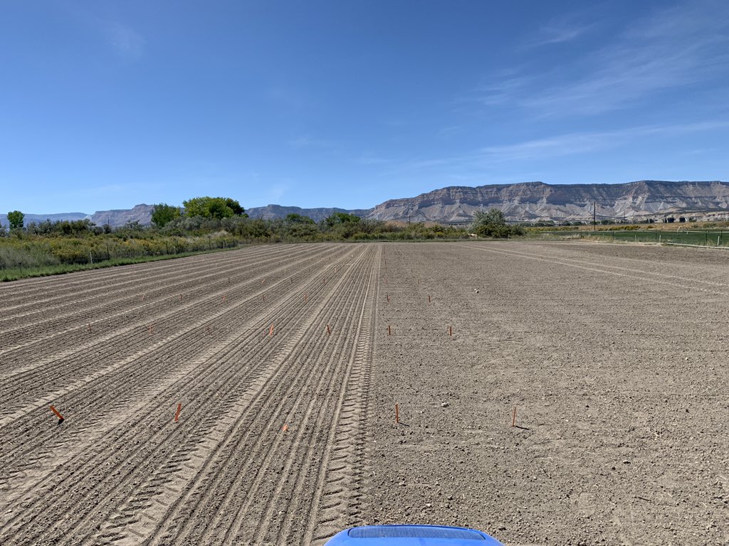 USUCropGuy's tweet photo. Got salt? Just planted this 43 entry #alfalfa variety trial in central UT on one of the best salinity testing sites anywhere. Not only is the soil saline, but it is irrigated with salt water. 

Let’s put it this way...if a variety can make it here, it can make it anywhere. https://t.co/BYgUb1825e