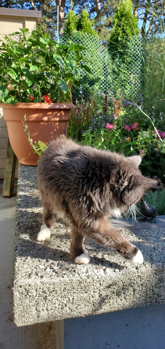PippinOscar's tweet photo. #catgarden https://t.co/7DjIvXwJMv