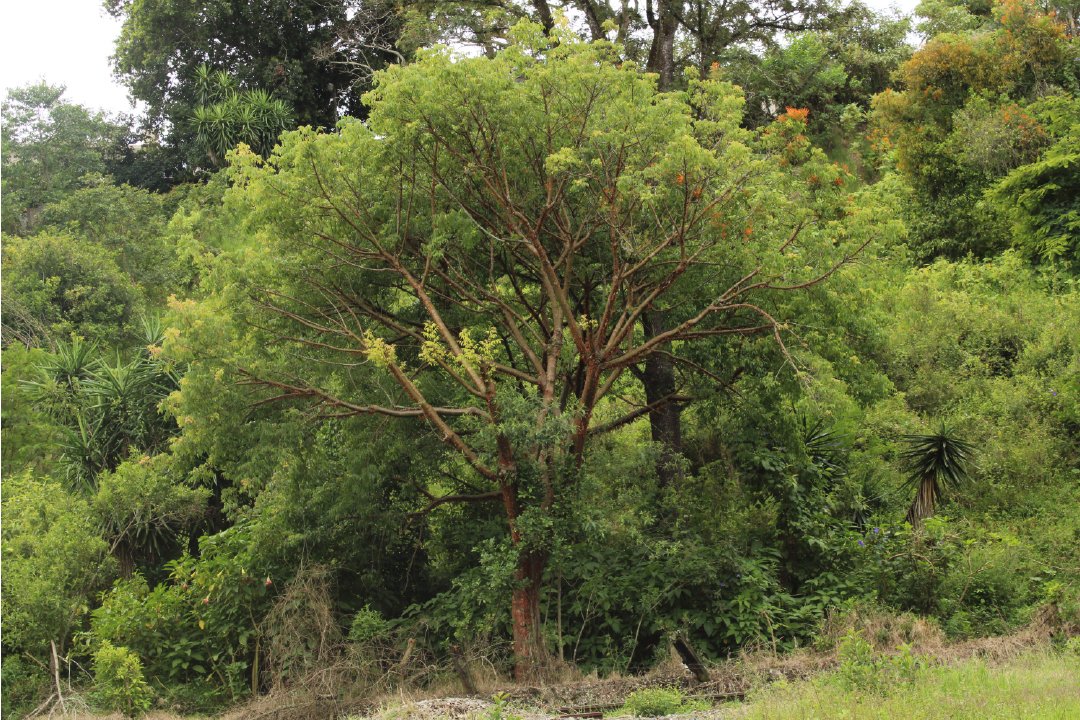 DMAS_Xalapa's tweet photo. EL "Palo Mulato" es #ElÁrbolDeLaSemana🌳 | Este hermoso ejemplar puede medir desde 5 hasta 20 m de altura, su bella corteza es lisa y de color rojizo, florece de febrero a agosto.
En #Xalapa podemos encontrarlo en algunas áreas verdes y potreros.
#DMAS
#DByCC https://t.co/Bi6f2qzJqH