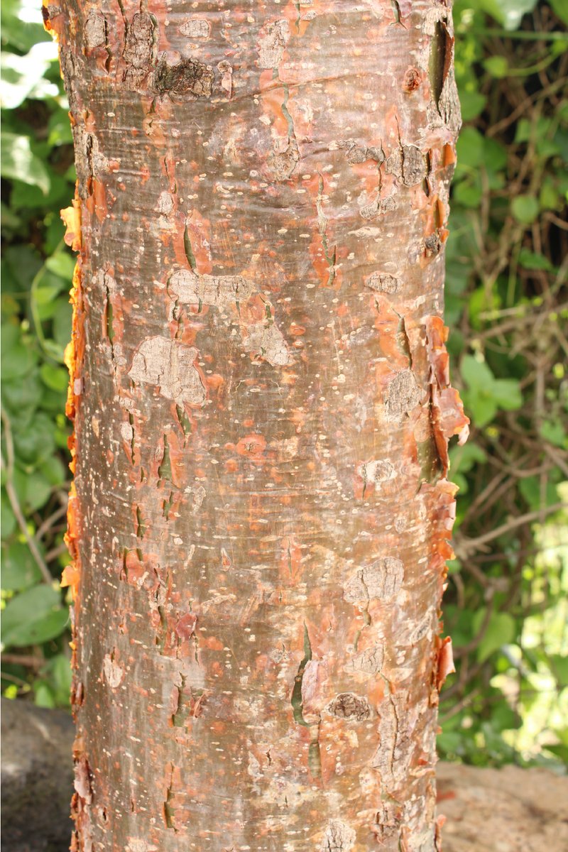 DMAS_Xalapa's tweet photo. EL "Palo Mulato" es #ElÁrbolDeLaSemana🌳 | Este hermoso ejemplar puede medir desde 5 hasta 20 m de altura, su bella corteza es lisa y de color rojizo, florece de febrero a agosto.
En #Xalapa podemos encontrarlo en algunas áreas verdes y potreros.
#DMAS
#DByCC https://t.co/Bi6f2qzJqH