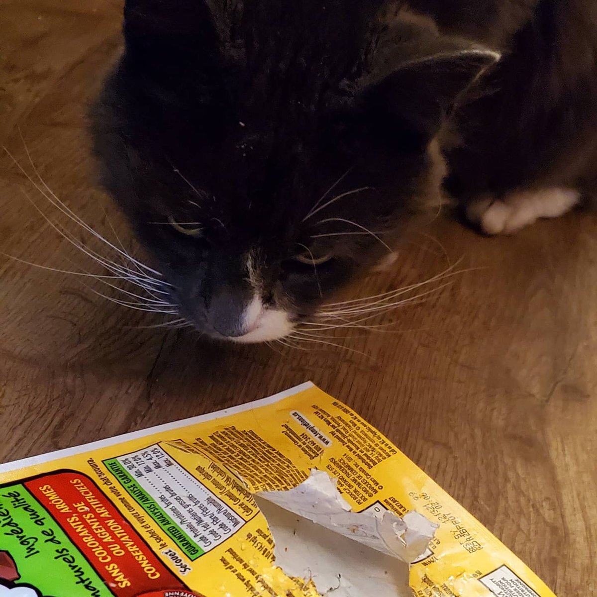 PippinOscar's tweet photo. #temptations caper, suspect 1 &amp; 2, empty bag of evidence #CatsOfTwitter https://t.co/aSF0MExqva