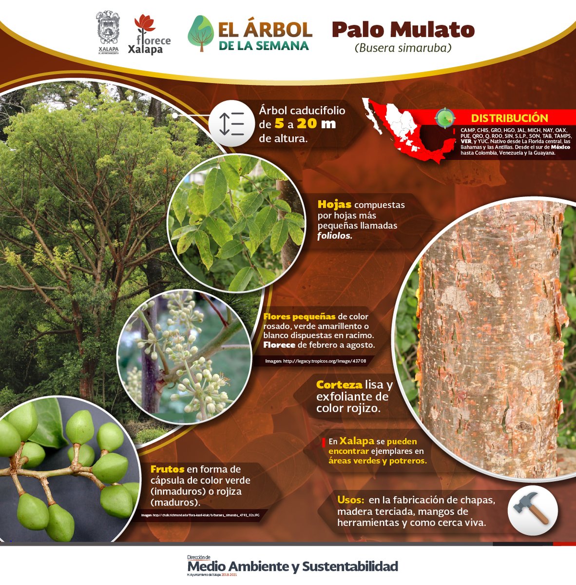 DMAS_Xalapa's tweet photo. EL "Palo Mulato" es #ElÁrbolDeLaSemana🌳 | Este hermoso ejemplar puede medir desde 5 hasta 20 m de altura, su bella corteza es lisa y de color rojizo, florece de febrero a agosto.
En #Xalapa podemos encontrarlo en algunas áreas verdes y potreros.
#DMAS
#DByCC https://t.co/Bi6f2qzJqH
