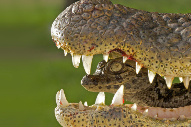 jamesjhaeck's tweet photo. i feel like the potential for adult dragons to carry wyrmlings in their mouths has not been adequately explored by game designers or fantasy storytellers https://t.co/st4WrUpihh