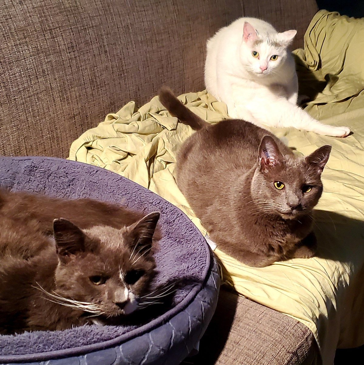 PippinOscar's tweet photo. #NewProfilePic https://t.co/1NEZXED1nF