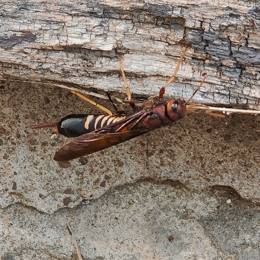 michaellengyel's tweet photo. What is this? Hornet? Wasp?
Damn thing is about 2 inches long.
#Insect #Insects #Bug #Hornet #Wasp #MurderHornets #Bugs #ScaryBug #BigAssBug https://t.co/U67IV9bSAZ