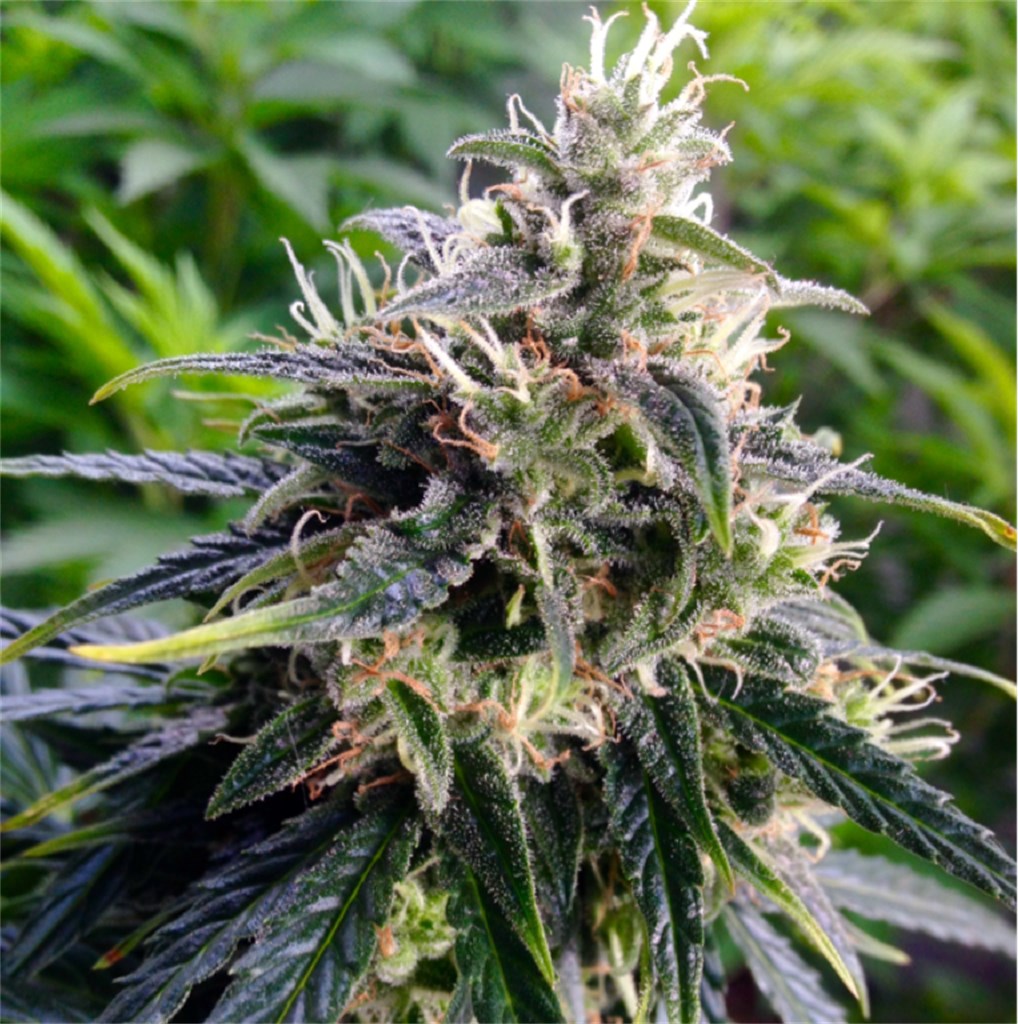 JacobRocker5's tweet image. we've got some super fire INDOOR grade AAA++ Organic
medical marijuana strains from very experienced indoor cultivators
with a big menu and great prices.
All strains were grown with care &amp;amp; love by my brother and i.
Please be legit professional
#Mmjteam