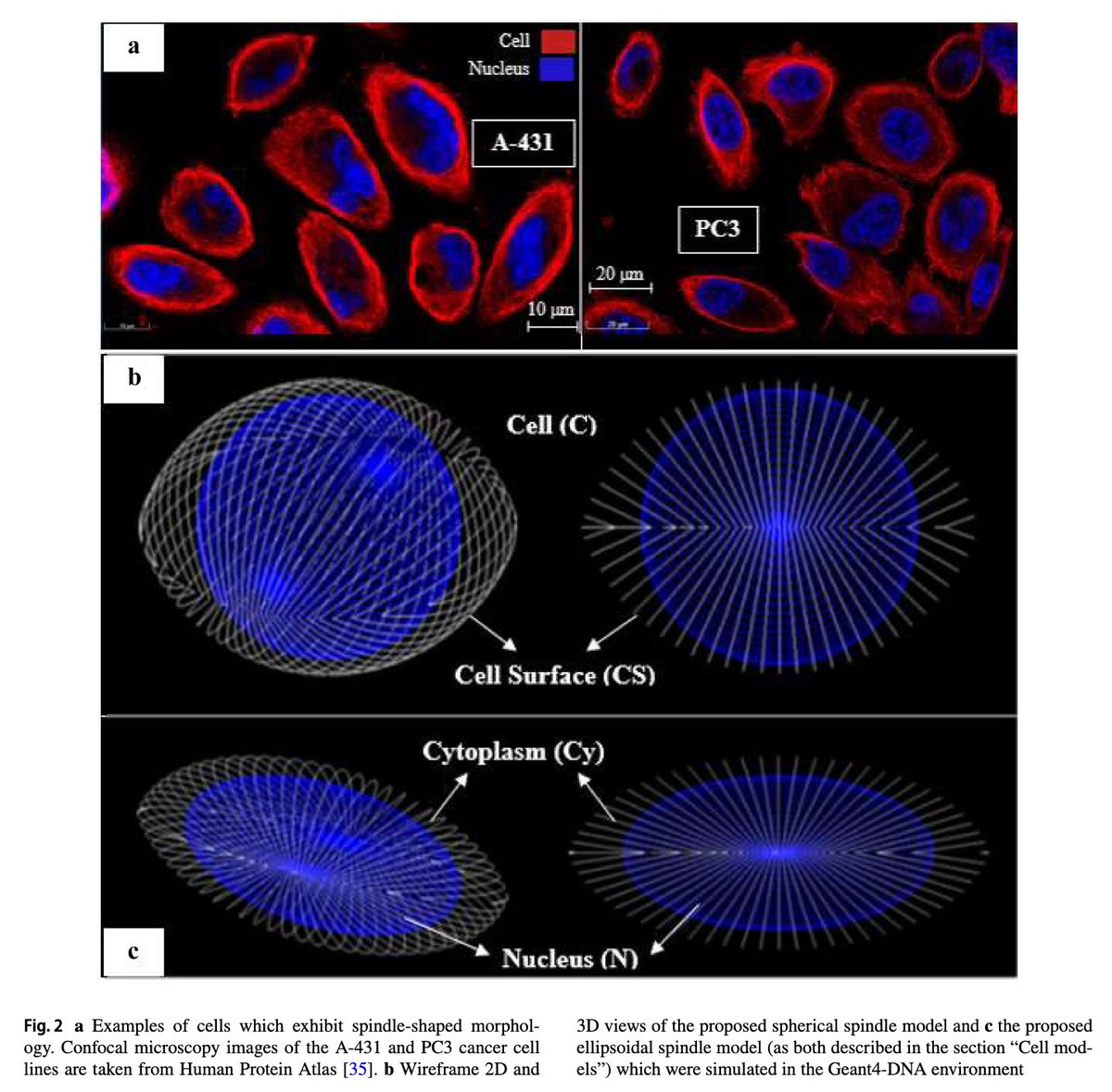 ArmanRahmim's tweet image. Cellular and/or DNA-based #dosimetry is a new frontier for investigation of #radionuclide therapies. 
Here, a work using #Geant4‑DNA Monte Carlo simulation toolkit for this purpose: 
link.springer.com/article/10.100…
#NuclearMedicine #TRT #RPT #MTRT