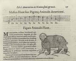 35/ and apocryphal origin stories like Athanasius Kircher’s tale of the sloths in the new world, who allegedly sang in hexachords.