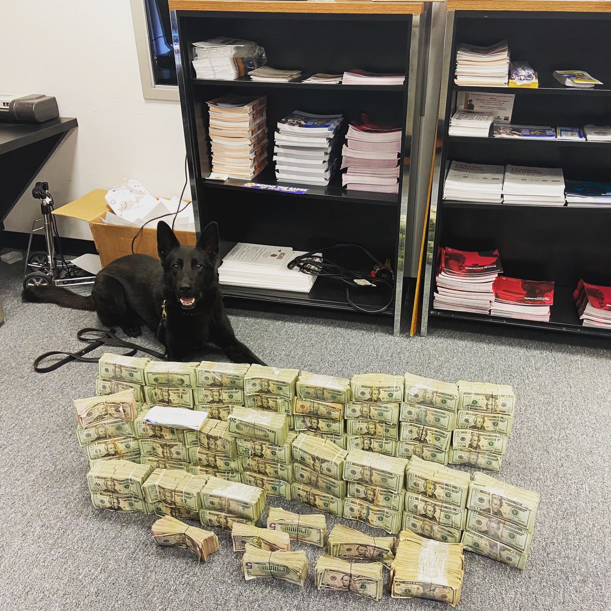 HCSO_K9's tweet photo. K9 Grizly had a very busy day!
He assisted with the seizure of approximately 1.1 million dollars π in narcotics related currency ππΎπ@HCSOTexas @K9s4COPs
#k9unit #k9s4cops #reportingforduty #keepingourcommitment #communitysafety https://t.co/XOe3Bh6FlL